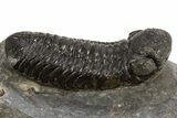 Detailed Austerops Trilobite - Ofaten, Morocco #326003-1